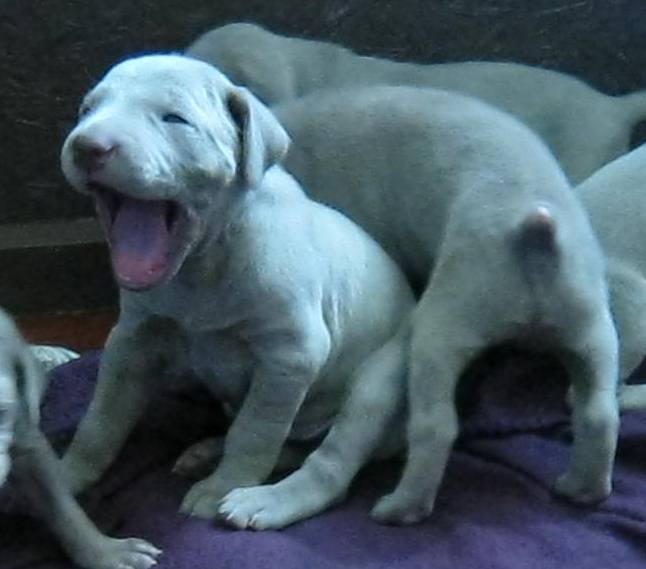 3wks2boyscuteyawn.jpg