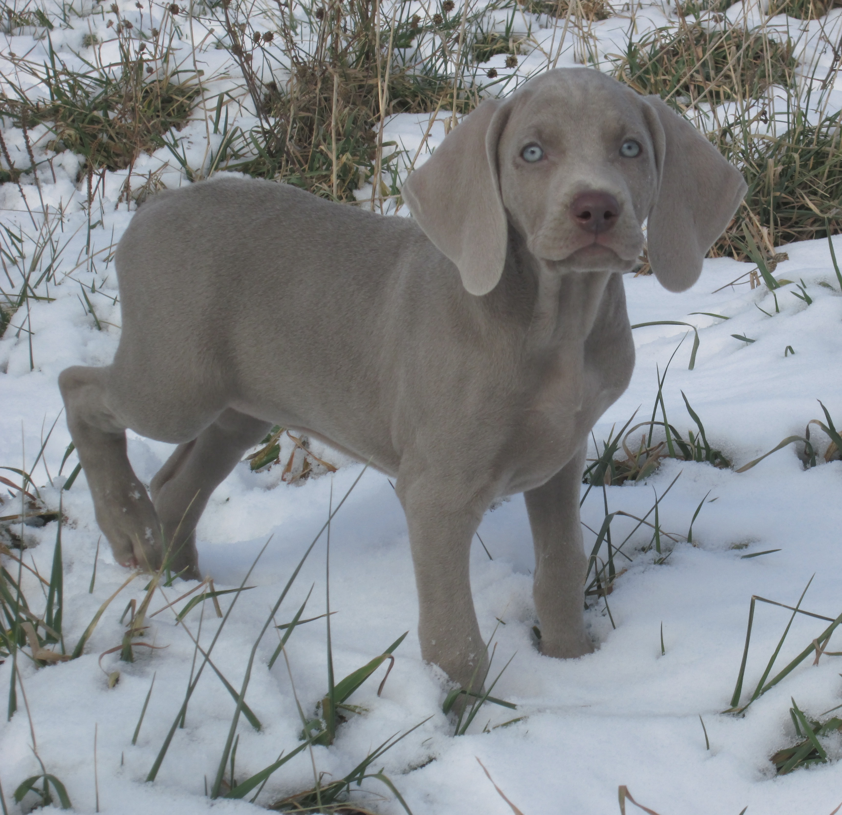 BlackF9.5wks2.jpg