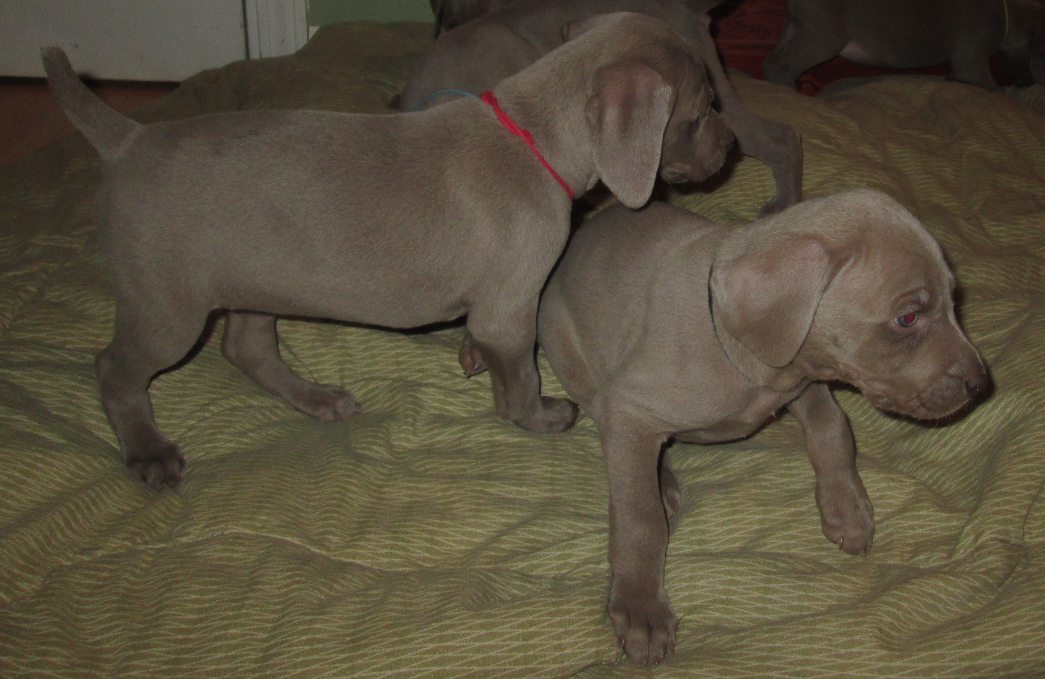 RBlackF5.5wks.jpg