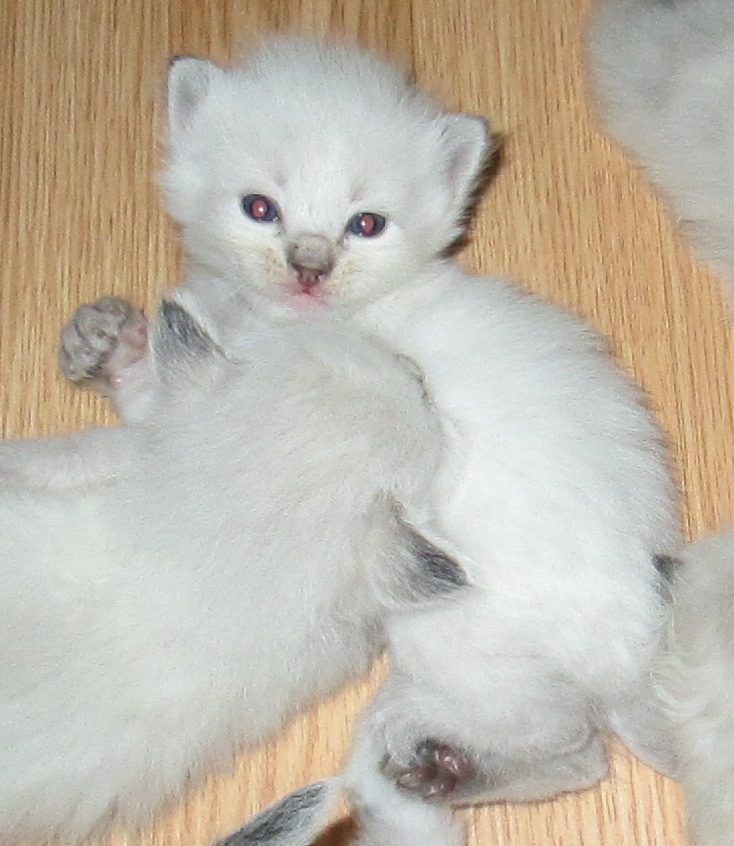 SealorChocolateLynxPointMalewithSilverBody2.5weeksold.jpg