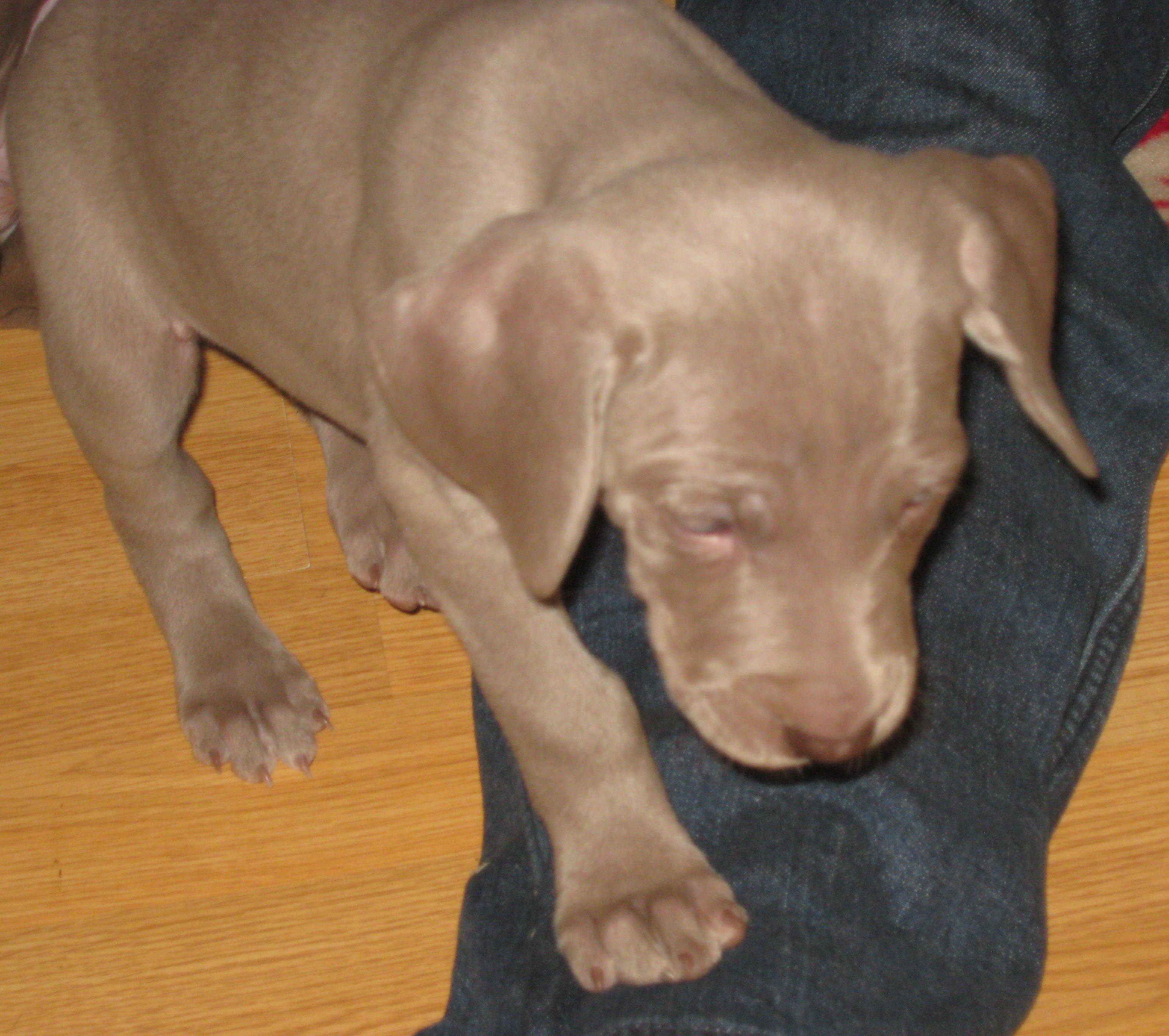 WF6wks2.jpg