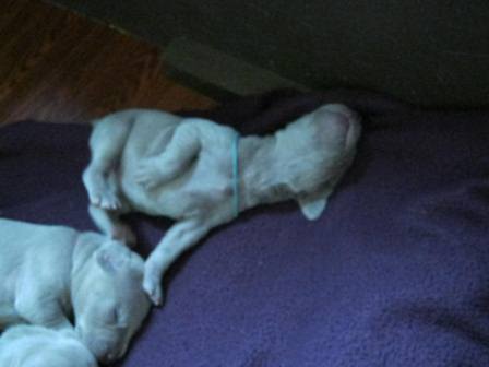 blue2wks.jpg