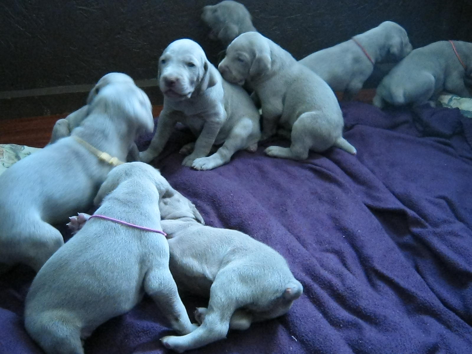 boys3wks2.jpg
